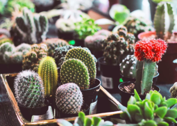 Apprenez à planter des cactus biologiques