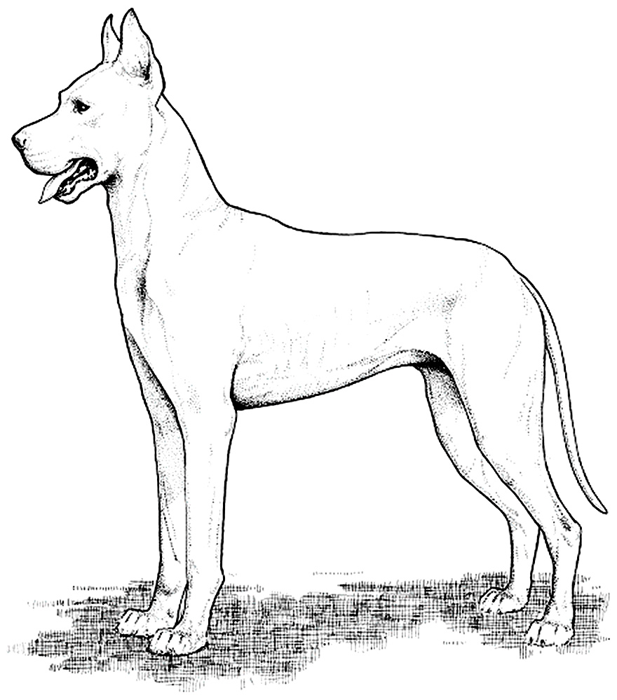 Coloriage chien 