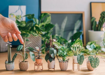 Ces minuscules plantes dans des paniers en papier vous raviront!