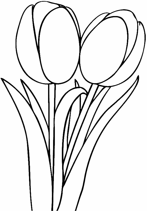 Coloriage de tulipes 