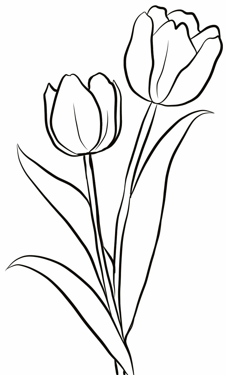 Dessin de tulipes à peindre 