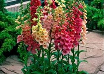 101 superbes idées de jardin de petits chalets