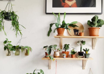 9 conseils précieux pour mettre plus de plantes dans votre maison