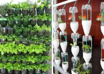 Como fazer horta com garrafa PET Passo a passo e dicas