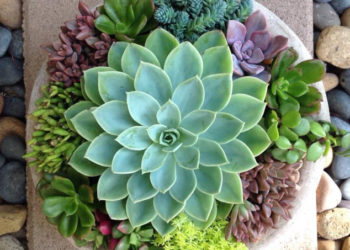 Succulentes: apprenez à les garder belles et en bonne santé