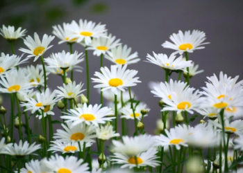 Fleurs faciles à cultiver à la maison