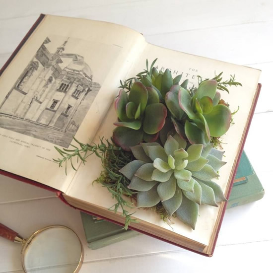Plantez des plantes succulentes dans des livres