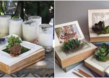 Comment planter des plantes succulentes dans un livre