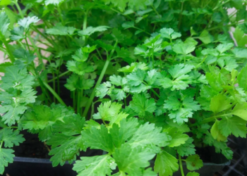 Apprenez à planter la coriandre |  CASA.COM.BR