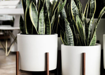 7 plantes et fleurs idéales pour le bureau à domicile