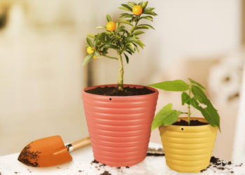 Conseils pour faire pousser des arbres fruitiers en pot