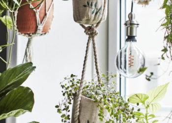 Plantes à la maison: conseils sur les plantes à cultiver et comment les cultiver