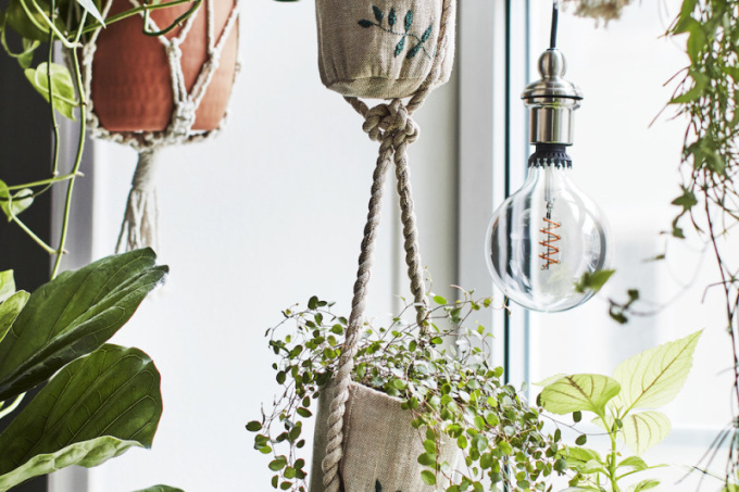 Plantes à la maison: conseils sur les plantes à cultiver et comment les