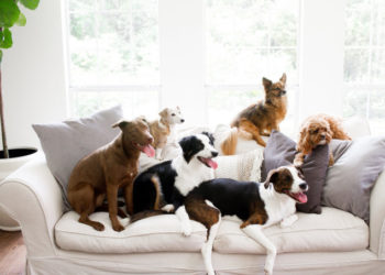 Animaux à la maison: conseils pour décorer avec des matériaux acceptant les animaux