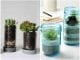 Terrariums dans des pots en verre avec des plantes succulentes