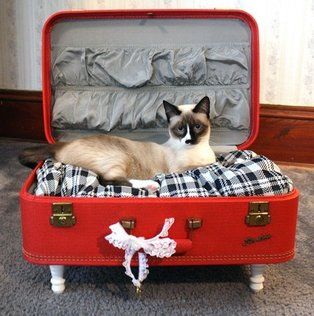 valise comme lit pour animaux de compagnie