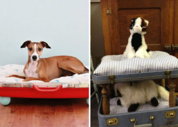 Comment faire un lit pour animal domestique avec une valise
