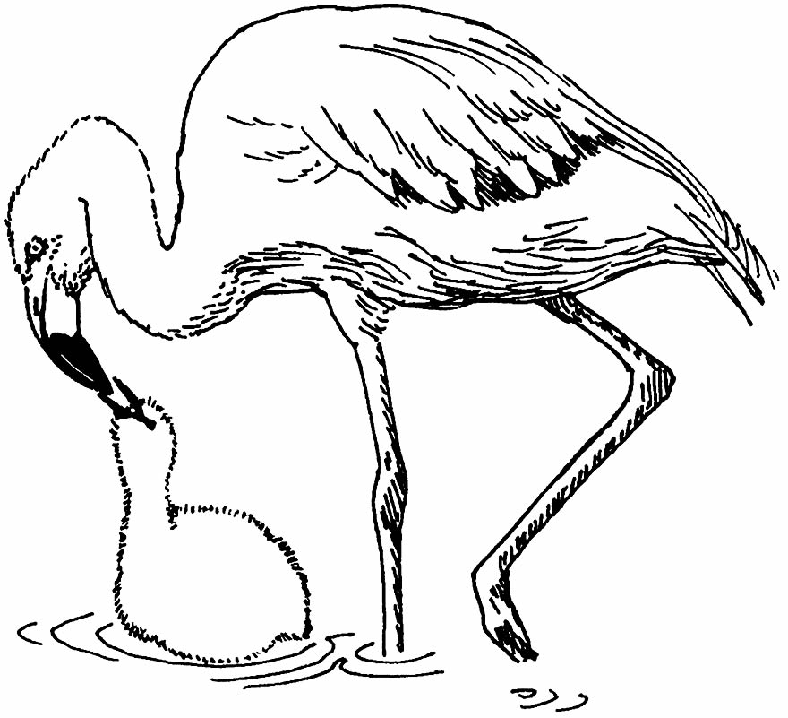 Image Flamingo à peindre