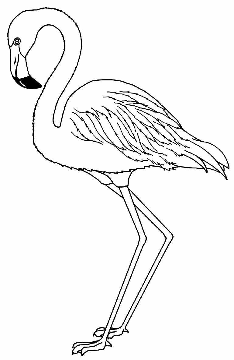Gabarit Flamingo à imprimer