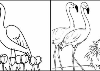 Coloriage flamant rose