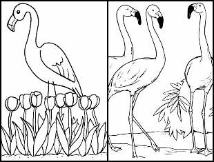 Coloriage flamant rose