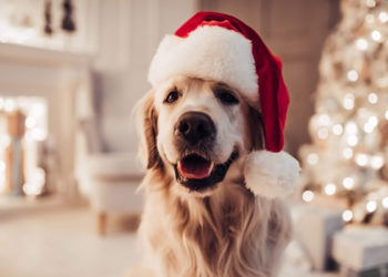 Conseils pour protéger les animaux des décorations de Noël