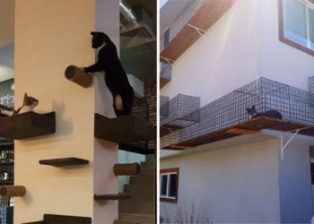 Niches et étagères pour chats