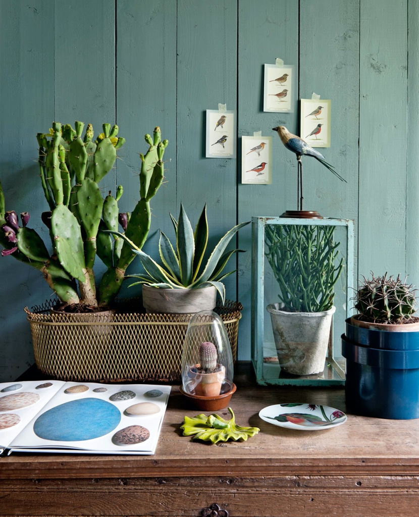 Plantes succulentes en pots sur table