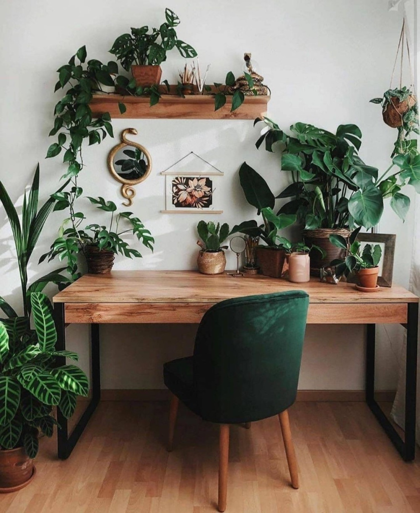 bureau à domicile avec des plantes partout, table en bois et chaise en velours vert