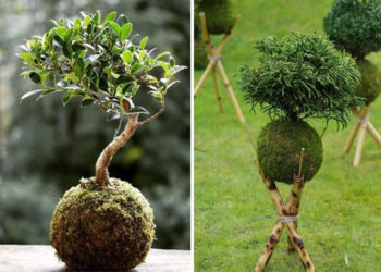 Comment faire Kokedama étape par étape