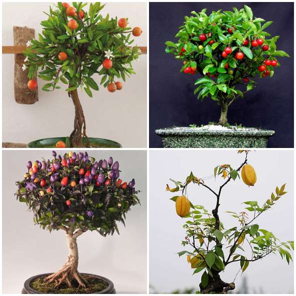 13 Exemples de bonsaï aux fruits