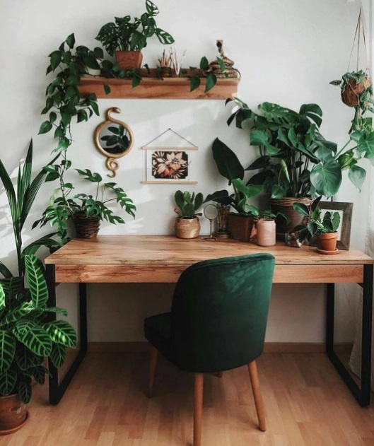 Bureau à domicile avec table en bois et chaise en velours vert foncé.  Plantes sur la table, à côté et sur l'étagère en bois au-dessus