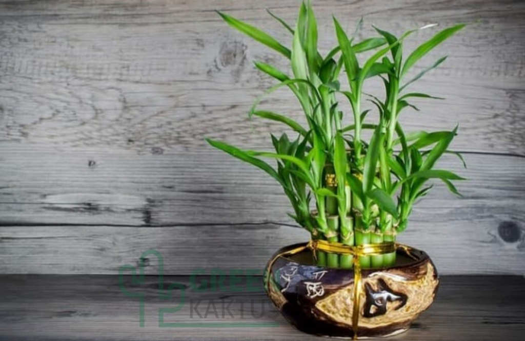 Vase marron clair avec bambou.  Mur en bois gris