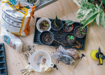 Un guide simple pour apprendre tout ce dont vous avez besoin pour entretenir votre jardin