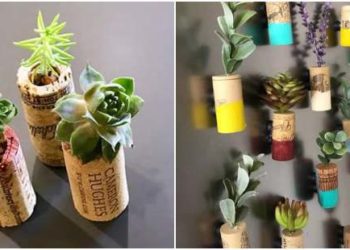 Comment planter des plantes succulentes sur des bouchons étape par étape