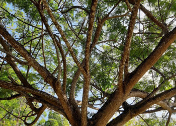 Façons de protéger votre propriété contre la chute des arbres et des branches