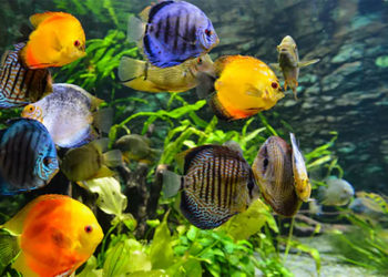 Belles espèces de poissons pour votre aquarium de salon