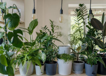 4 façons uniques de décorer avec des plantes d’intérieur