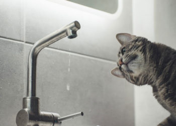 5 conseils de plomberie que chaque propriétaire devrait connaître