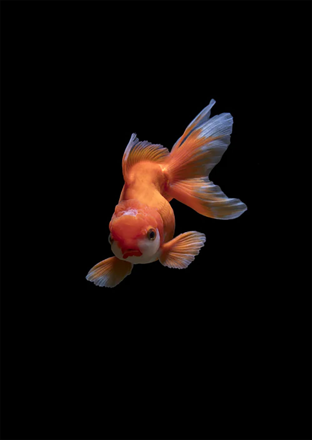 aq2 Belles espèces de poissons pour votre aquarium de salon