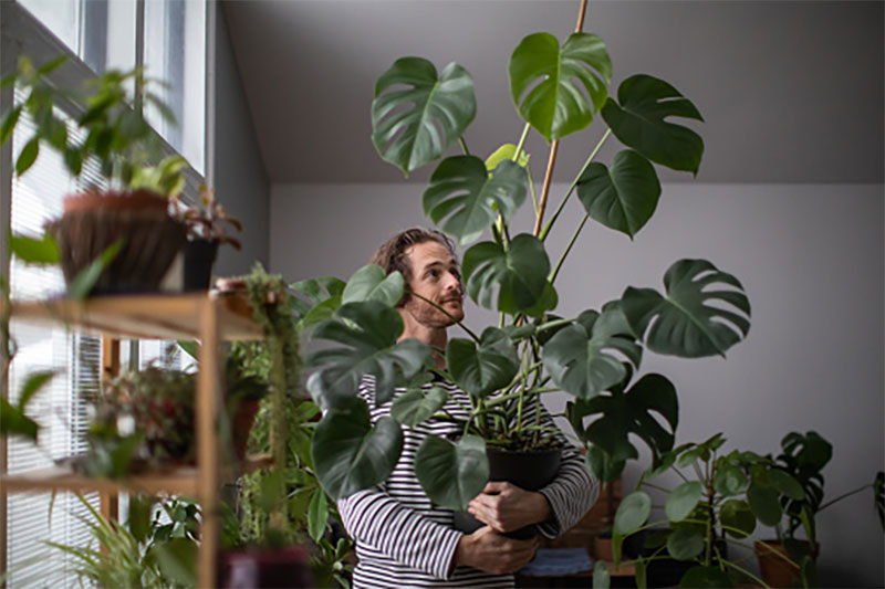 e2 Leçons sur la façon de décorer votre salon avec des plantes vivantes