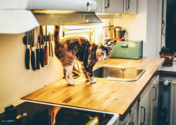 Les meilleurs couteaux pour des résultats impressionnants?