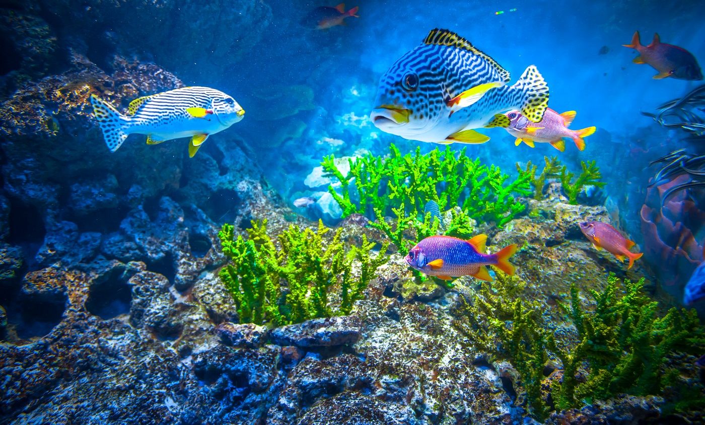 Récif de corail et poissons tropicaux au soleil.  Aquarium de Singapour