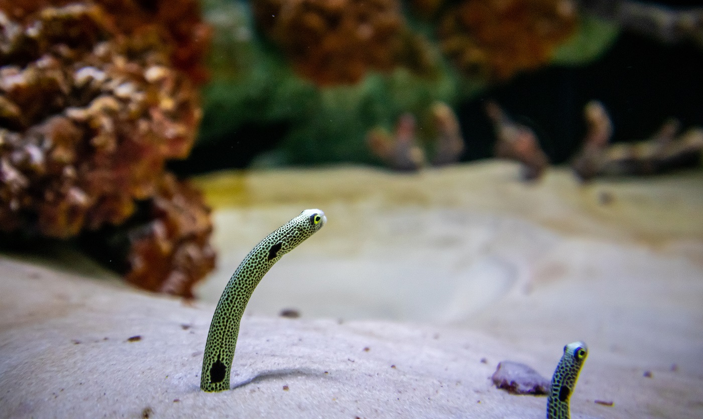 Repérez l'anguille de jardin dans le sable de l'aquarium