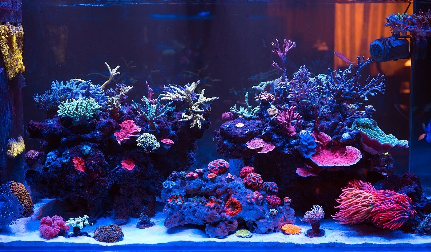 Coraux dans un aquarium marin.