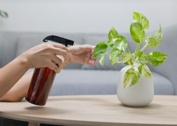 Comment choisir le bon engrais pour plantes d’intérieur