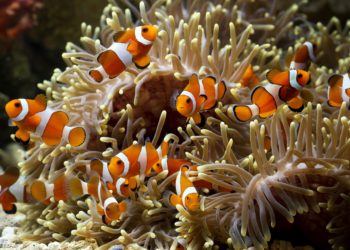 11 petits poissons d’eau salée populaires que vous devez voir