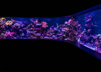 Rendez votre aquarium domestique unique et exceptionnel avec ces conseils utiles