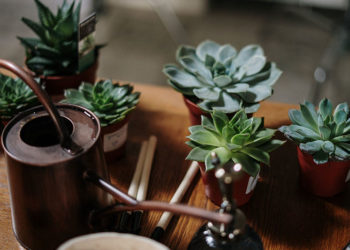 4 plantes d’intérieur pour animer votre espace de vie