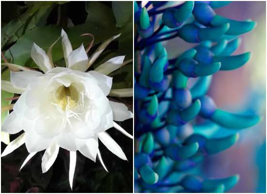 Fleurs rares et exotiques: 5 belles plantes